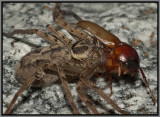 Huntsman Spider (Heteropoda venatoria)