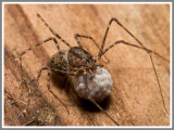 Spitting Spider (Scytodes thoracica)