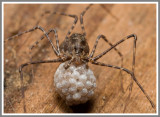 Spitting Spider (Scytodes thoracica)