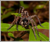 Wolf Spider (Hogna spp.)