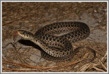 Eastern Garter Snakes (Thamnophis sirtalis sirtalis)