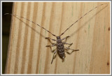 Cerambycid Beetle (Acanthocinus obsoletus)
