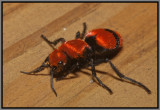 Red Velvet Ant (Dasymutilla occidentalis)
