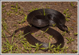 Black Pine Snake (Pituophis melanoleucus lodingi)