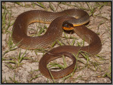 Red-bellied Watersnake (Nerodia erythrogaster)