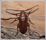 Cerambycid Beetle (Prionus pocularis)