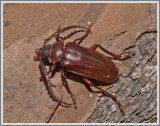  Cerambycid Beetle (Prionus pocularis)
