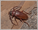 Cerambycid Beetle (Prionus pocularis)