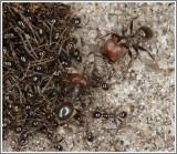 Big Headed Ant (Pheidole spp)
