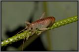 Carolina Leaf-roller (Camptonotus carolinensis)