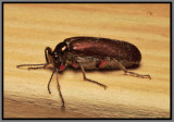 Blister Beetle - Bronze Blister Beetle (Lytta polita)