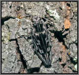 Buprestid Beetle (Chalcophora virginiensis)