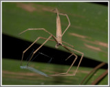 Ogrefaced Spider (Deinopis spinosa)