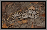 Southern Hognose Snake (Heterodon simus)