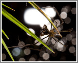 Long-jawed Orbweaver Spider (Tetragnatha)