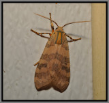 Banded Tussock Moth (Halysidota tessellaris)