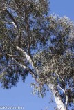 Eucalypt, Dunns Swamp