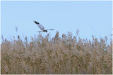 Hen Harrier