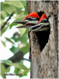 Pileated Woodpeckers-Fledglings
