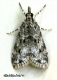 <h5><big>Many-spotted Scoparia Moth<br></big><em>Scoparia basalis #4719</h5></em><BR>