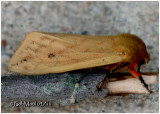 <h5><big>Isabella Tiger Moth <BR> Moth <br></big><em>Pyrrharctia isabella #8129</h5></em>