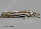 <h5><big>Eastern Grass Veneer Moth<br></big><em>Crambus laqueatellus  #5378</h5></em>