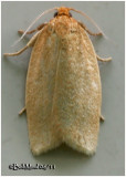 <h5><big>Clemens Clepsis Moth<br></big><em>Clepsis clemensiana #3684</h5></em>