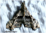 <h5><big>Faint-spotted Palthis Moth<BR></big><em>Palthis asopialis #8398</h5></em>