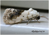 <h5><big>Small Bird Dropping Moth<br></big><em> Ponometia erastrioides  #9095</h5></em>