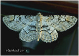 <h5><big>Bent-line Gray Moth<br></big><em>Iridopsis larvaria #6588</h5></em>