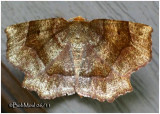 <h5><big>Common Metarranthis Moth<br></big><em>Metarranthis hypochraria #6826 </h5></em>