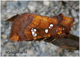 <h5><big>Indigo Stem Borer Moth<br></big><em>Papaipema baptisiae  #9485</h5></em>