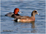 Redhead and American Wigeon