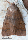 Common Oak MothPhoberia atomaris #8591