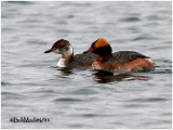 Horned Grebe-Transitional & Near Breeding Plumage