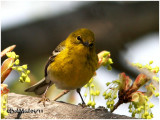 Pine Warbler