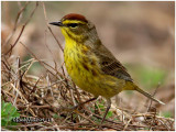 Palm Warbler