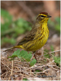 Palm Warbler