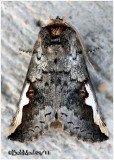 <h5><big>White-headed Prominent Moth<br></big><em>Symmerista albifrons  #7951</h5></em>