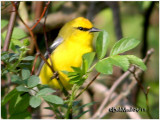 Blue-winged Warbler