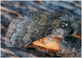 <h5><big>Common Gluphisia  Moth<br></big><em>Gluphisia septentrionis  #7931</h5></em>