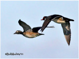 Wood Ducks