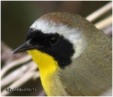 Common Yellowthroat-Male