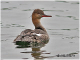 Red-breasted Merganser-Imm Female