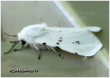 <h5><big>Fall Webworm Moth <BR></big><em>Hyphantria cunea #8140</h5></em>