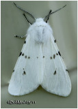 <h5><big>Fall Webworm Moth-Variation <BR></big><em>Hyphantria cunea #8140</h5></em>