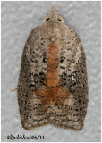 <h5><big>White-lined Leafroller Moth<br></big><em>Amorbia humerosana #3748</h5></em>