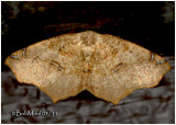 <h5><big>Variable Antepione Moth<br></big><em>Antepione thisoaria #6987</h5></em>
