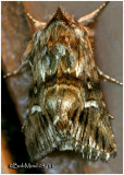 <h5><big>Toadflax Brocade Moth<br></big><em>Calophasia lunula #10177</h5></em>