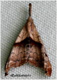 Dark-spotted Palthis MothPalthis angulalis #8397